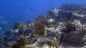 Wzrost zakwaszenia oceanów ma negatywny wpływ m.in. na rafy koralowe