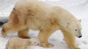 Nie w głowach im sen