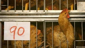 Naukowcom udało się dokonać regeneracji skrzydła u embriona kurczaka