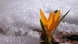 W Alpach brakuje śniegu