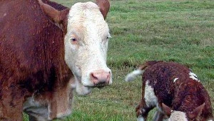 Kto by pomyślał, że krowy mogą mieć tak duży wpływ na efekt cieplarniany