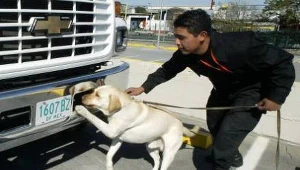 Ludzie zartacili zdolności tropienia zapachu w wyniku ewolucji