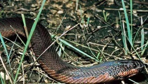 Jedym z nowych odkryć był ten "wąż błotny"