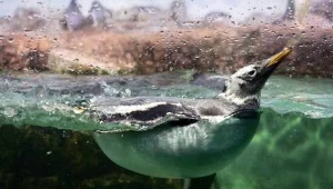 Wychowane przez ludzi pingwiny wracają na wolność