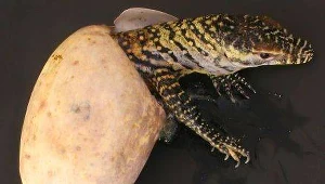 Okazuje się, że warany moga się romnażać bez udziału samców