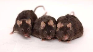 Badania na myszach często przynoszą ciekawe rezultaty