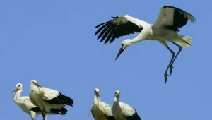 Najsłynniejszym bocianem nie tylko wśród ornitologów była "Księżniczka"