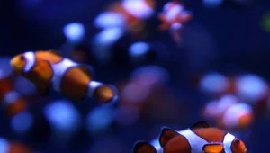 W świecie ryb rozmiar ma znaczenie