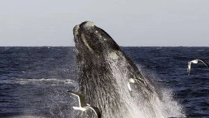 Wieloryby nadal sa zagrożone