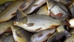 Jedzenie ryb poprawia nastrój