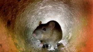 Eksperymenty na szczurach zakończyły się sukcesem