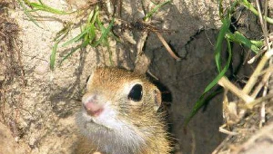 Śpiochy wstały wcześniej