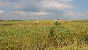 Ocieplenie klimatu zmniejsza plony na Ziemi