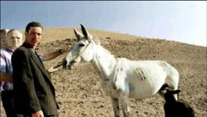 Marokańska mulica ze swoim osłopodobnym źrebakiem