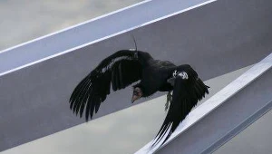 Międzynarodowa grupa naukowców ogłosiła, że istnieją enzymy, które potrafią zmienić grupy krwi