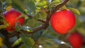 Jabłka chronią przed astmą