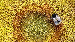 W Stanach Zjednoczonych drastycznie maleje populacja pszczół