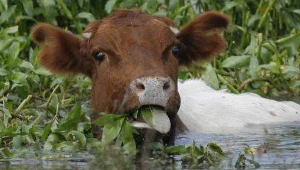 Naukowcy hodują krowy dające niskotłuszczowe mleko