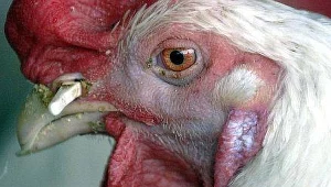 Nowy sposób na ptasią grypę