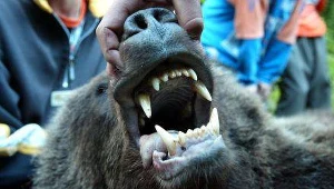 Na Słowacji za dużo niedźwiedzi