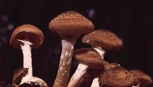 Opieńka ciemna/GNU FDL