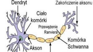 Nowe odkrycie w sprawie stwardnienia rozsianego