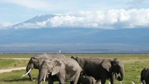 Widok na Kilimandżaro (c) M. Disdero, Creative Commons