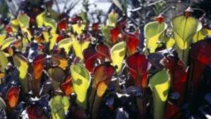 Rośliny rozpoznają swoich braci i siostry