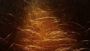 Wyhodowana skóra nadaje się do przeszczepów/(c) Nevit Dilmen