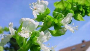 Kwitnąca bazylia/ (c) Christian Bauer licencja: Creative Commons