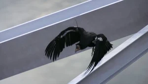 Kondory też muszą polegać na wznoszących prądach powietrza