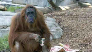 Orangutany zaskoczyły prymatologów