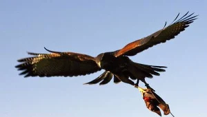 Ptaki sprzeciwiają się zasadom aerodynamiki