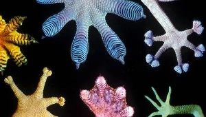 Gekon + małż = klej