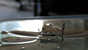 Sztuczny insekt (c) Carnegie Mellon University