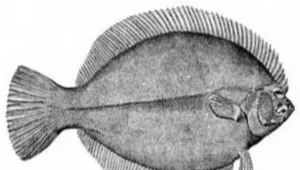 Flądra zimowa
