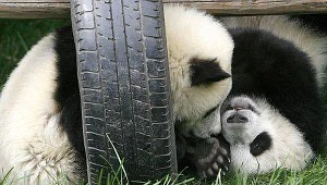 Chiny: Jednego dnia urodziły się cztery pandy