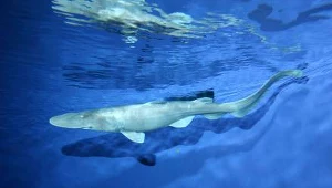 Gdzie się schowały palce rekina?