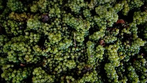 Genom winorośli rozszyfrowany