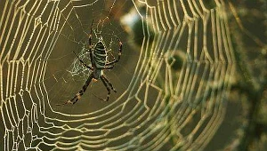 Gigantyczna pajęczyna w parku w Teksasie