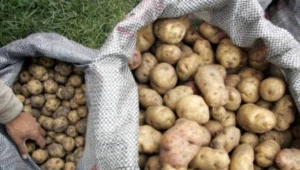 Sukces ewolucyjny zawdzięczamy skrobi?