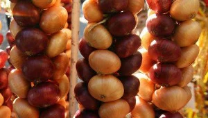 Cebula już nie wyciśnie nam łez