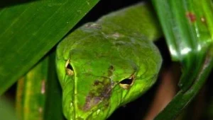 ? Felix Francis, creative commons