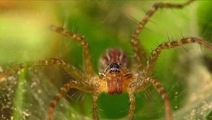 ? spilopterus, Creative Commons