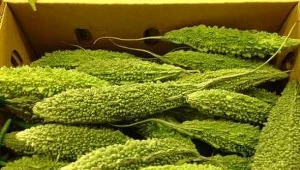 Shooz, Creative Commons