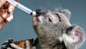 Zmiany klimatu zagrażają misiom koala