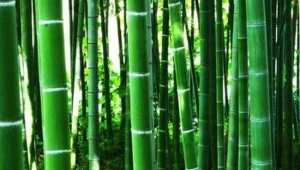 ? Timothy Lloyd, Creative Commons