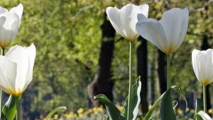 Fabryki zabijają zapachy