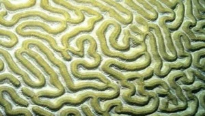 ? laszlo-photo, Creative Commons