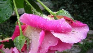 ? zenera, Creative Commons